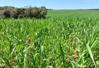 Foto de uma lavoura de trigo. Foto de uma lavoura de trigo.