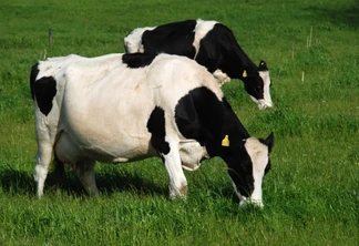 Gado leiteiro. Gado leiteiro.