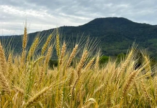 O tempo seco e a luminosidade proporcionaram ambiente favorável ao desenvolvimento das lavouras, que se encontram em fases reprodutivas críticas, como a floração e o enchimento de grãos | Foto: Ellen Bonow/Divulgação O tempo seco e a luminosidade proporcionaram ambiente favorável ao desenvolvimento das lavouras, que se encontram em fases reprodutivas críticas, como a floração e o enchimento de grãos | Foto: Ellen Bonow/Divulgação
