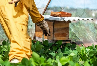 Apiários foram posicionados no meio ou no entorno de plantações de soja para comprovar a viabilidade da convivência harmoniosa entre sojicultura e apicultura e o impacto positivo em produtividade | Foto: Embrapa/Divulgação Apiários foram posicionados no meio ou no entorno de plantações de soja para comprovar a viabilidade da convivência harmoniosa entre sojicultura e apicultura e o impacto positivo em produtividade | Foto: Embrapa/Divulgação