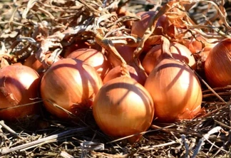 Produção em Santa Catarina está estimada em 594 mil toneladas | Foto: Epagri/Divulgação Produção em Santa Catarina está estimada em 594 mil toneladas | Foto: Epagri/Divulgação