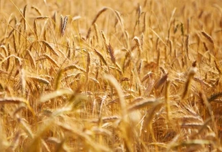 Apesar da produtividade razoável, as condições climáticas adversas geram preocupações quanto ao resultado final da safra | Foto: Divulgação Apesar da produtividade razoável, as condições climáticas adversas geram preocupações quanto ao resultado final da safra | Foto: Divulgação