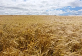 As condições climáticas dos últimos períodos e o bom estado fitossanitário indicam perspectiva de safra satisfatória tanto em produtividade quanto em qualidade para malte | Foto: Emater-RS/Ascar/Divulgação As condições climáticas dos últimos períodos e o bom estado fitossanitário indicam perspectiva de safra satisfatória tanto em produtividade quanto em qualidade para malte | Foto: Emater-RS/Ascar/Divulgação