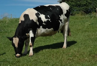 Criação de bovinos à base de pasto garante alimento de qualidade aos animais e mais autonomia para os produtores | Foto: Aires Mariga / Epagri Criação de bovinos à base de pasto garante alimento de qualidade aos animais e mais autonomia para os produtores | Foto: Aires Mariga / Epagri