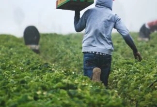 Foto de quatro pessoas trabalhando em cultivo de morango. Um delas está em pé e carregando uma caixa.