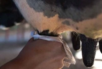 Imagem mostra uma mão limpando úbere de vaca antes da ordenha