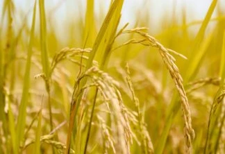 A foto mostra plantas de arroz pronto para ser arrozado durante a época da colheita