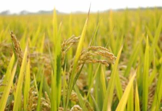 Análise de mercado realizada pela Cepea registra preço record do arroz