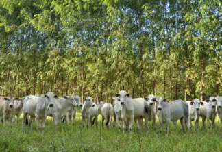 Em 13 anos, pecuária perde 4,2 milhões de hectares para outras culturas