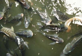 Peixes tilápias na água