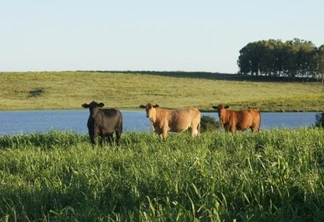 vacas no campo