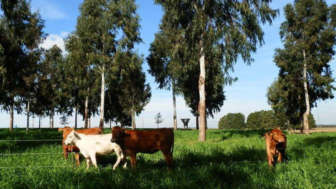 Foto de bovinos em pastagens com árvores ao fundo.