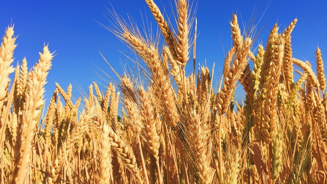 Foto de trigo sob céu azul.