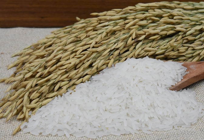Foto de espiga de planta de arroz ao lado de grãos de arroz industrializados.