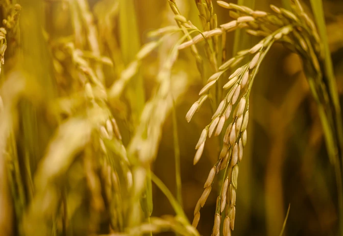 Foto de espigas de arroz em lavoura. Foto de espigas de arroz em lavoura.