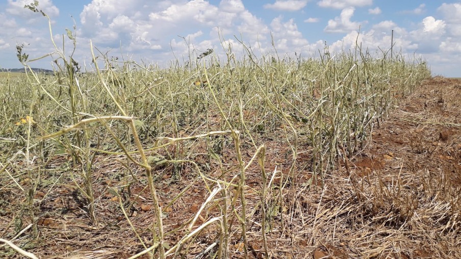 Foto de lavoura sem folhas. Foto de lavoura sem folhas.