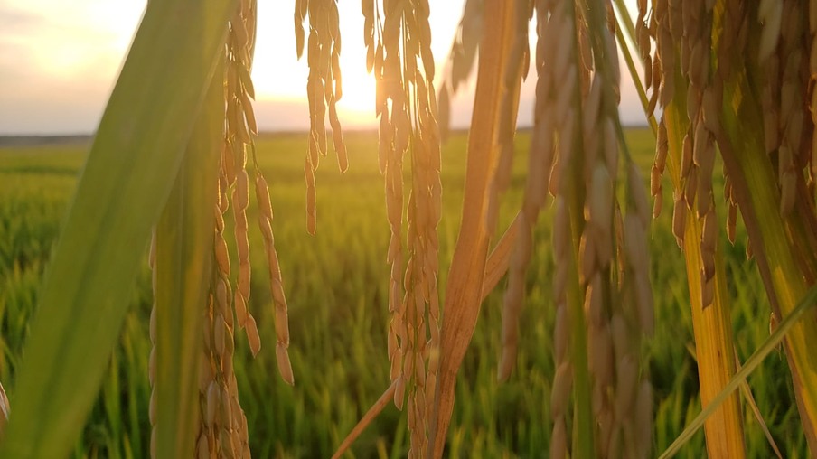 Foto de espigas de arroz. Foto de espigas de arroz.