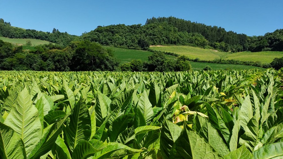 Foto de plantação de tabaco. Foto de plantação de tabaco.