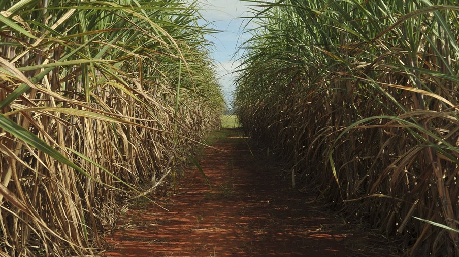 Foto de caminho de terra em lavoura de cana-de-açúcar.