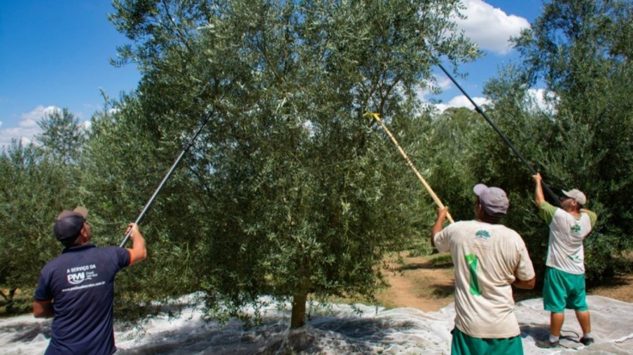 Três homens colhendo oliva Três homens colhendo oliva