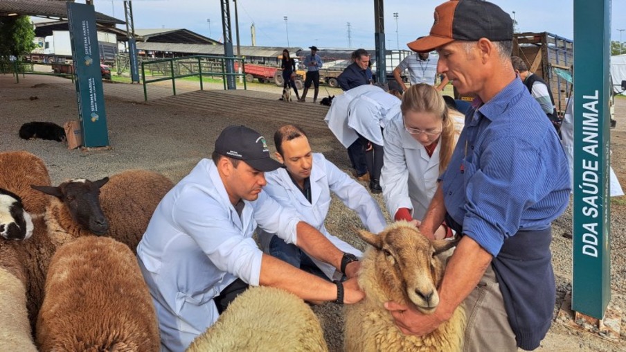 Homens segurando ovelha Homens segurando ovelha