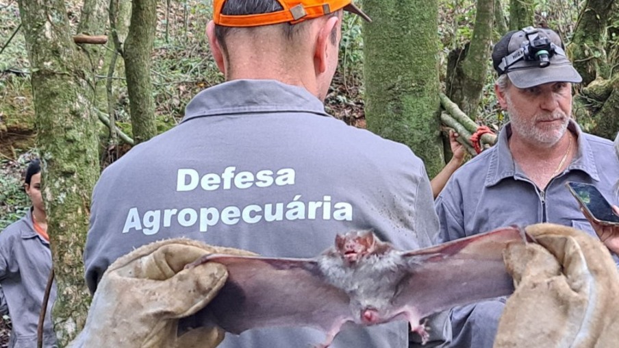 Morcego hematófago Desmodus rotundus Morcego hematófago Desmodus rotundus