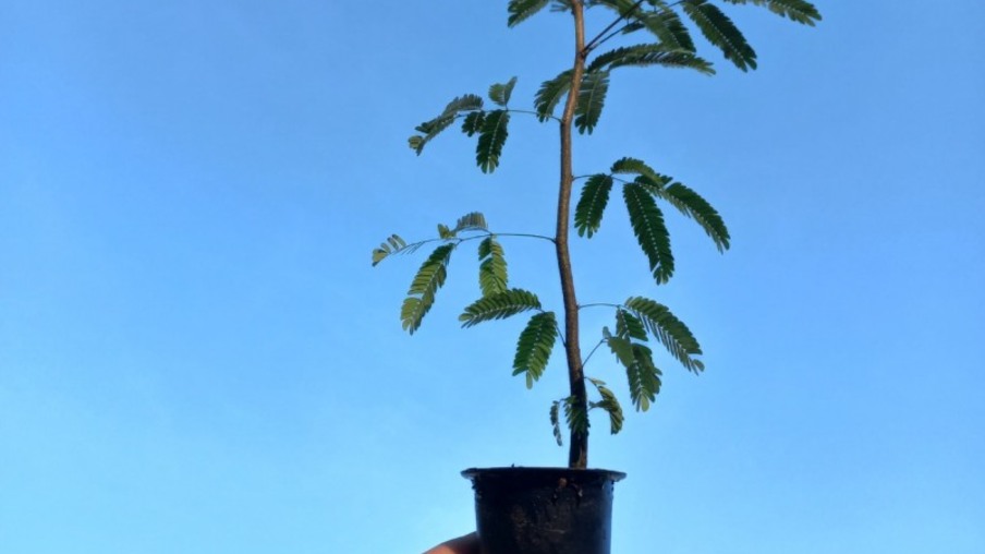 A foto mostra uma muda de espécie florestal nativa, sendo segurada na mão A foto mostra uma muda de espécie florestal nativa, sendo segurada na mão