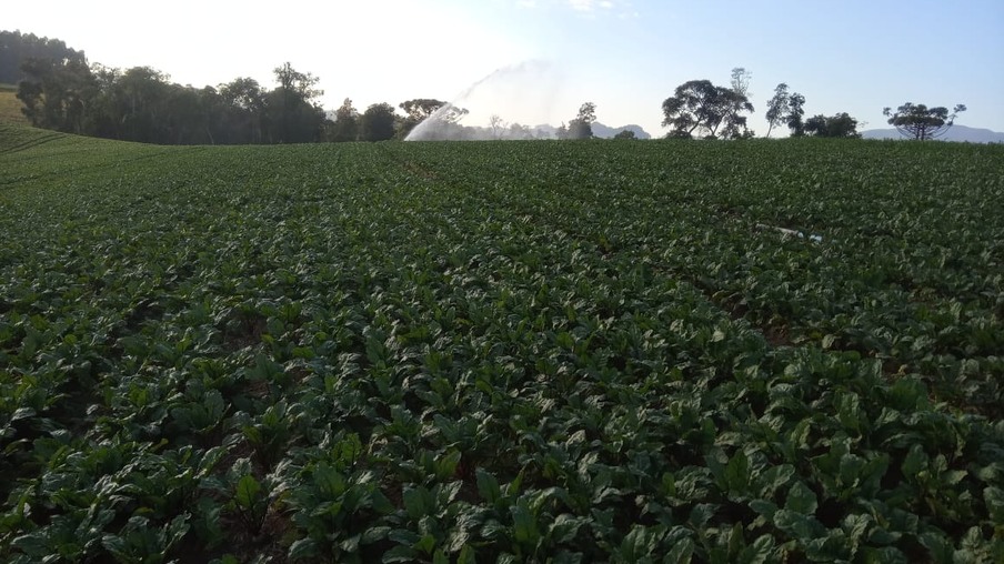 Plantio de Beterraba Plantio de Beterraba