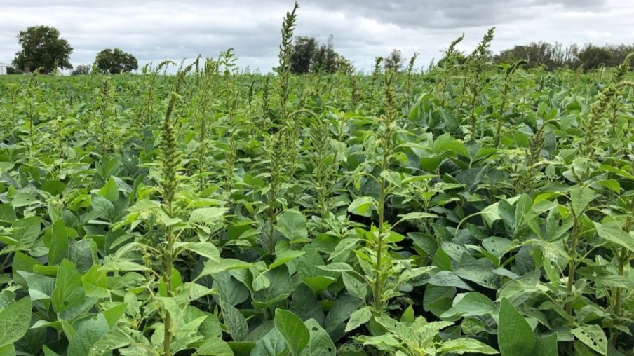 Amaranthus palmeri Amaranthus palmeri