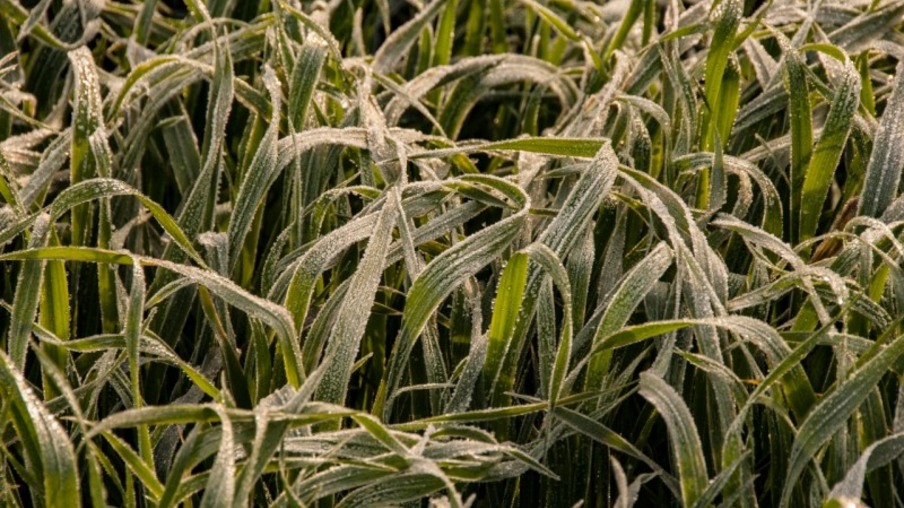 A geada pode chegar nos Campos de Cima da Serra, Serra catarinense e Sudoeste do PR | Foto: Fernando Dias/Seapdr A geada pode chegar nos Campos de Cima da Serra, Serra catarinense e Sudoeste do PR | Foto: Fernando Dias/Seapdr