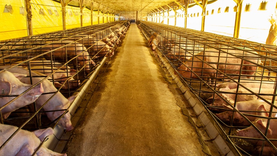 Foto de suínos em baias. Foto de suínos em baias.