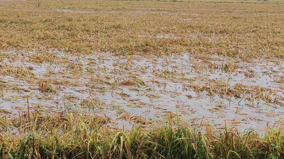 Foto de lavoura de arroz encharcada com água. Foto de lavoura de arroz encharcada com água.