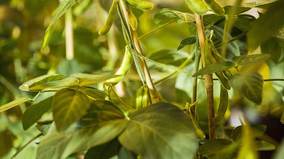 Foto de planta de soja. Foto de planta de soja.