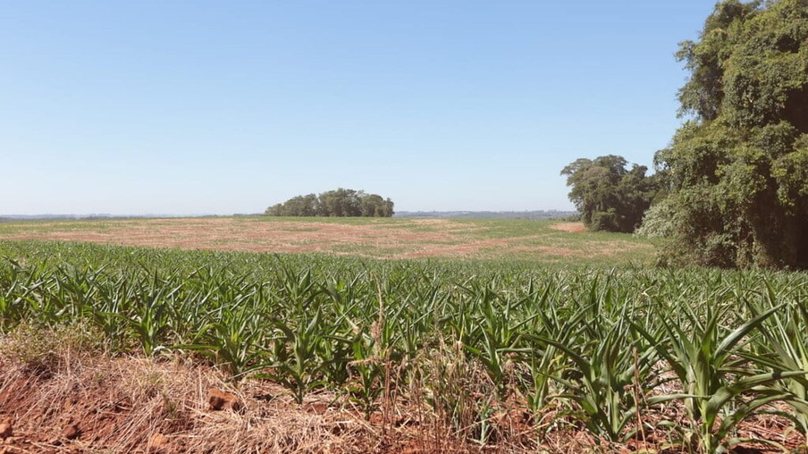 Foto de lavoura afetada pela estiagem. Foto de lavoura afetada pela estiagem.