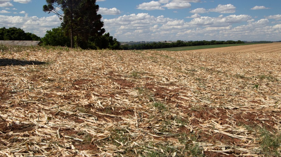 Foto de lavoura de milho derrubada. Foto de lavoura de milho derrubada.