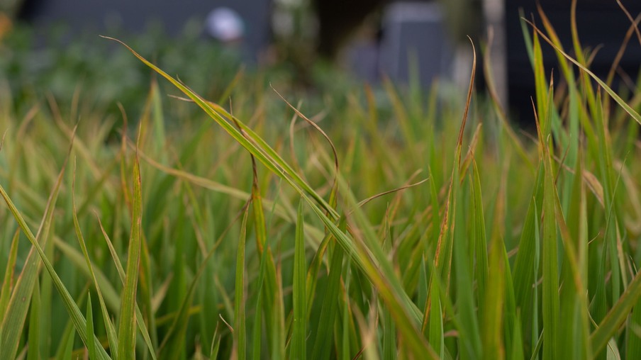 Foto de lavoura de arroz com folhas amareladas. Foto de lavoura de arroz com folhas amareladas.