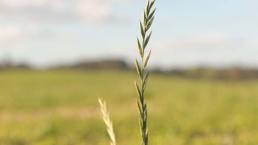 Foto de galho de azevém em lavoura. Foto de galho de azevém em lavoura.