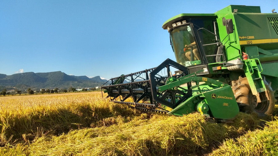 A foto mostra uma lavoura de arroz sendo colhida A foto mostra uma lavoura de arroz sendo colhida