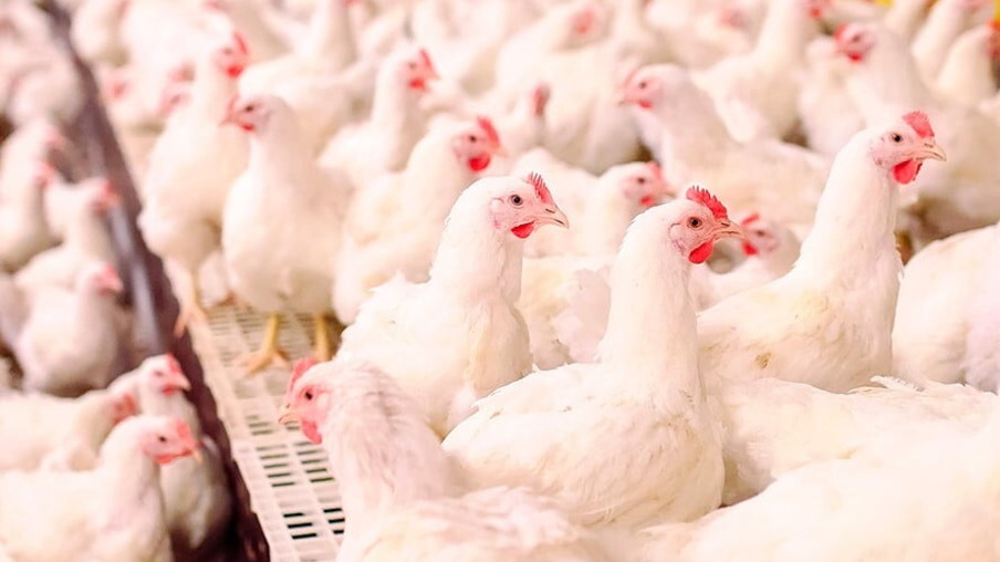 Várias galinhas brancas em um aviário olhando para a direita. Várias galinhas brancas em um aviário olhando para a direita.