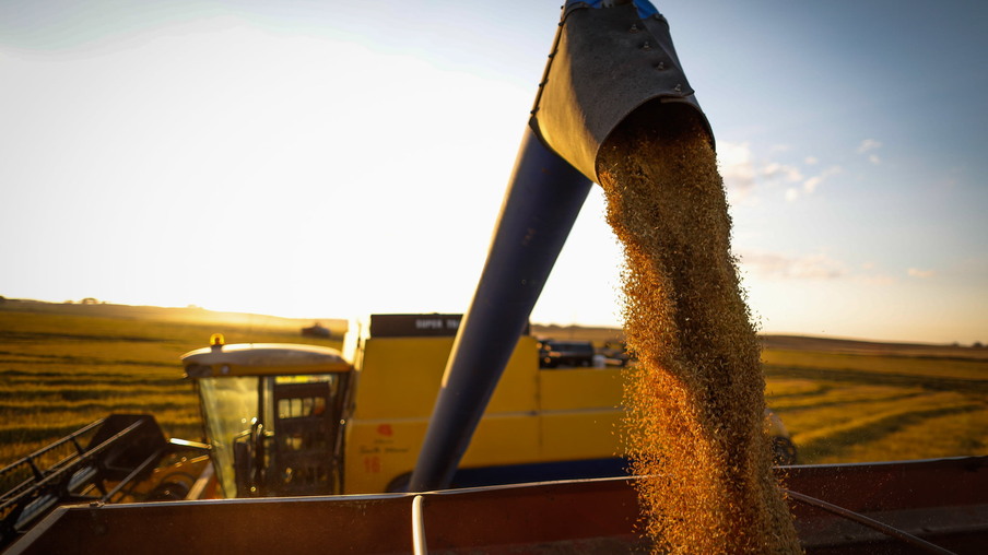 Foto de grãos de arroz sendo despejados após colheita. Foto de grãos de arroz sendo despejados após colheita.