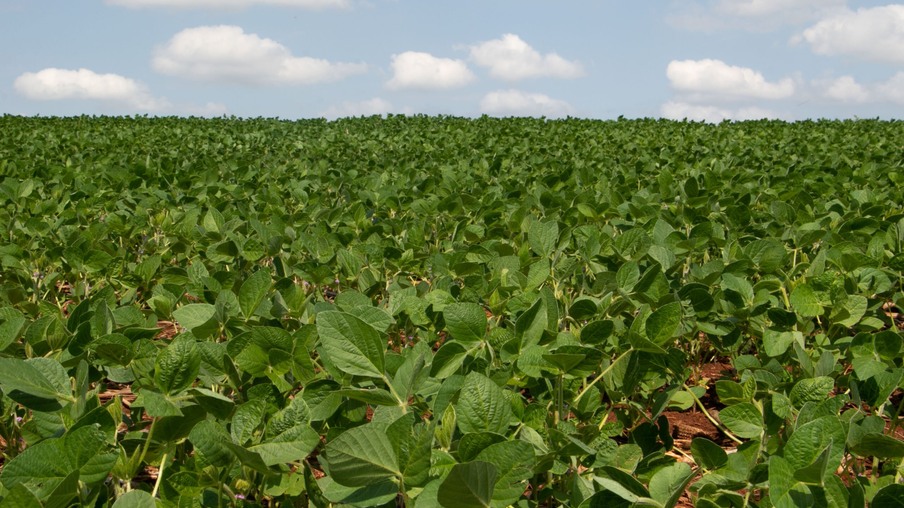 Início da safra de soja exige atenção redobrada às pragas de solo Início da safra de soja exige atenção redobrada às pragas de solo