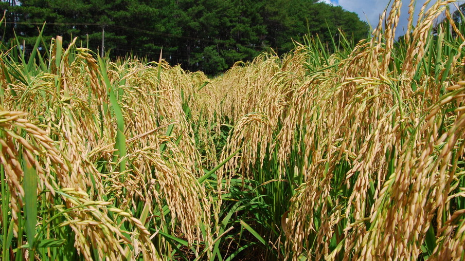 A colheita do arroz irrigado está mais adiantada na Fronteira Oeste, com 51,37% da área colhida | Foto: Divulgação A colheita do arroz irrigado está mais adiantada na Fronteira Oeste, com 51,37% da área colhida | Foto: Divulgação