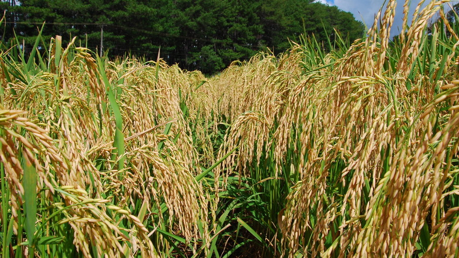 A colheita do arroz irrigado está mais adiantada na Fronteira Oeste, com 51,37% da área colhida | Foto: Divulgação