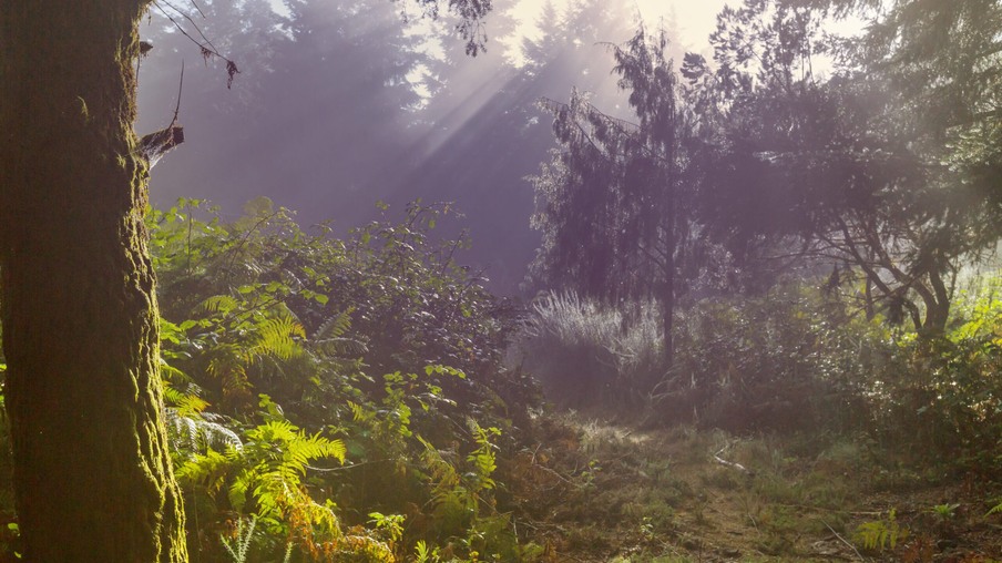 A foto mostra uma floresta ensolarada A foto mostra uma floresta ensolarada