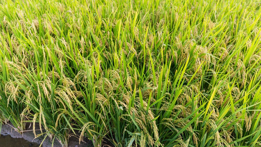 A foto mostra plantas de arroz A foto mostra plantas de arroz