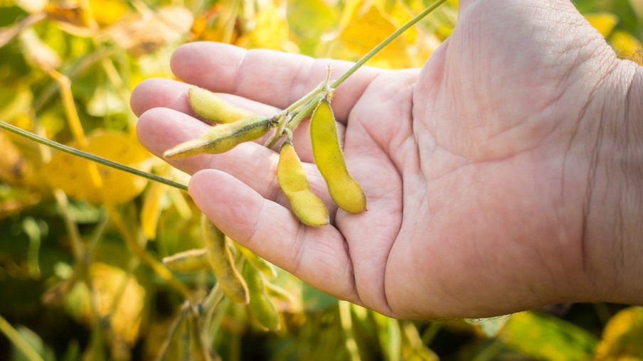 A foto mostra uma palma masculina segurando uma vagem de soja. A foto mostra uma palma masculina segurando uma vagem de soja.