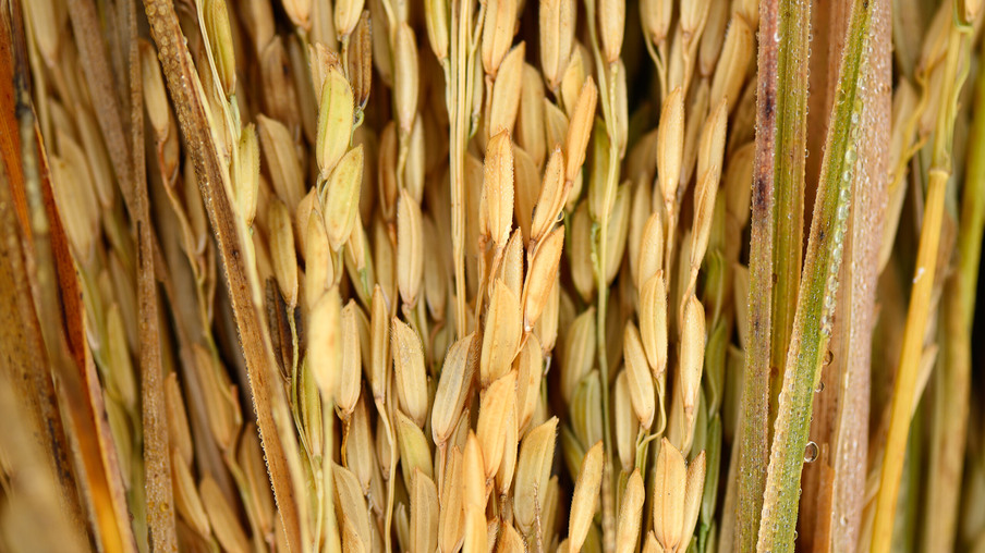 A foto mostra plantas de arroz A foto mostra plantas de arroz