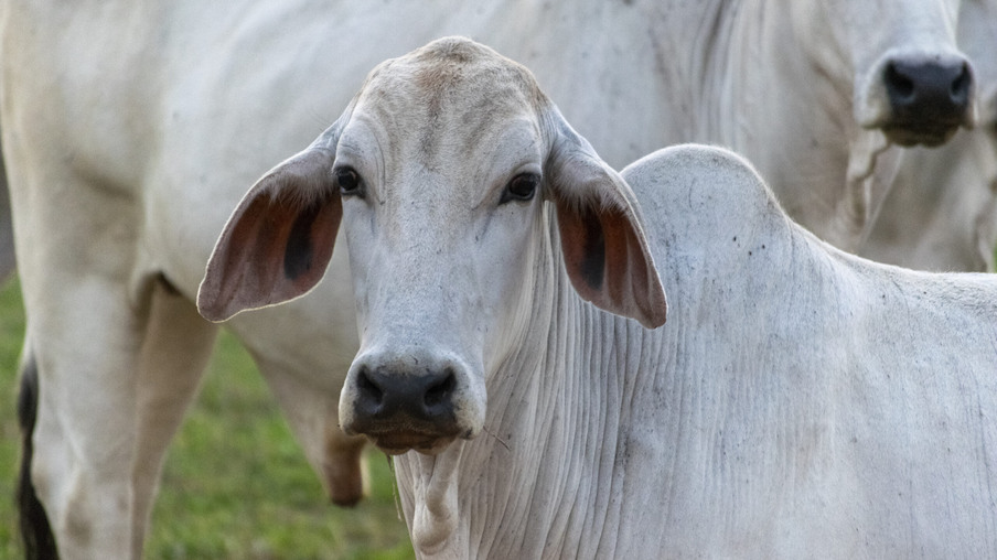 A imagem mostra um gado nelore de pelagem branca A imagem mostra um gado nelore de pelagem branca
