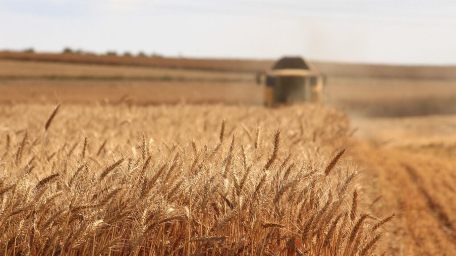 A foto mostra uma lavoura de trigo em estágio de colheita, e uma colhedora ao fundo da imagem