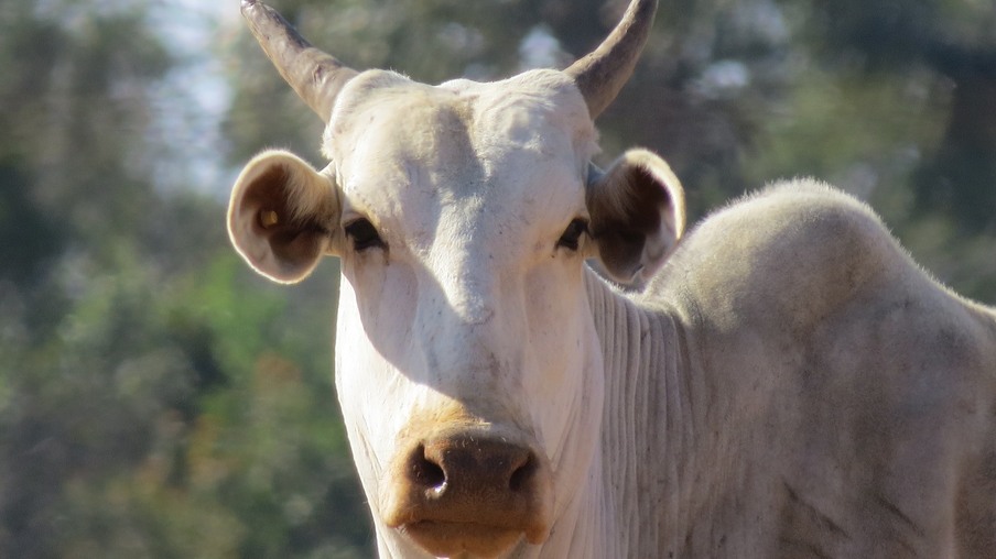 Foto: Pixabay Foto: Pixabay